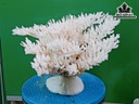 Tác Phẩm Đá San Hô Cao 19 Ngang 30 (cm)