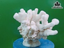 Tác Phẩm Đá San Hô Cao 20 Ngang 25 (cm)