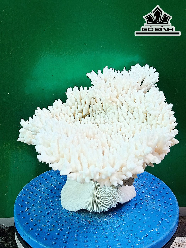 Tác Phẩm Đá San Hô Cao 22 Ngang 32 (cm)