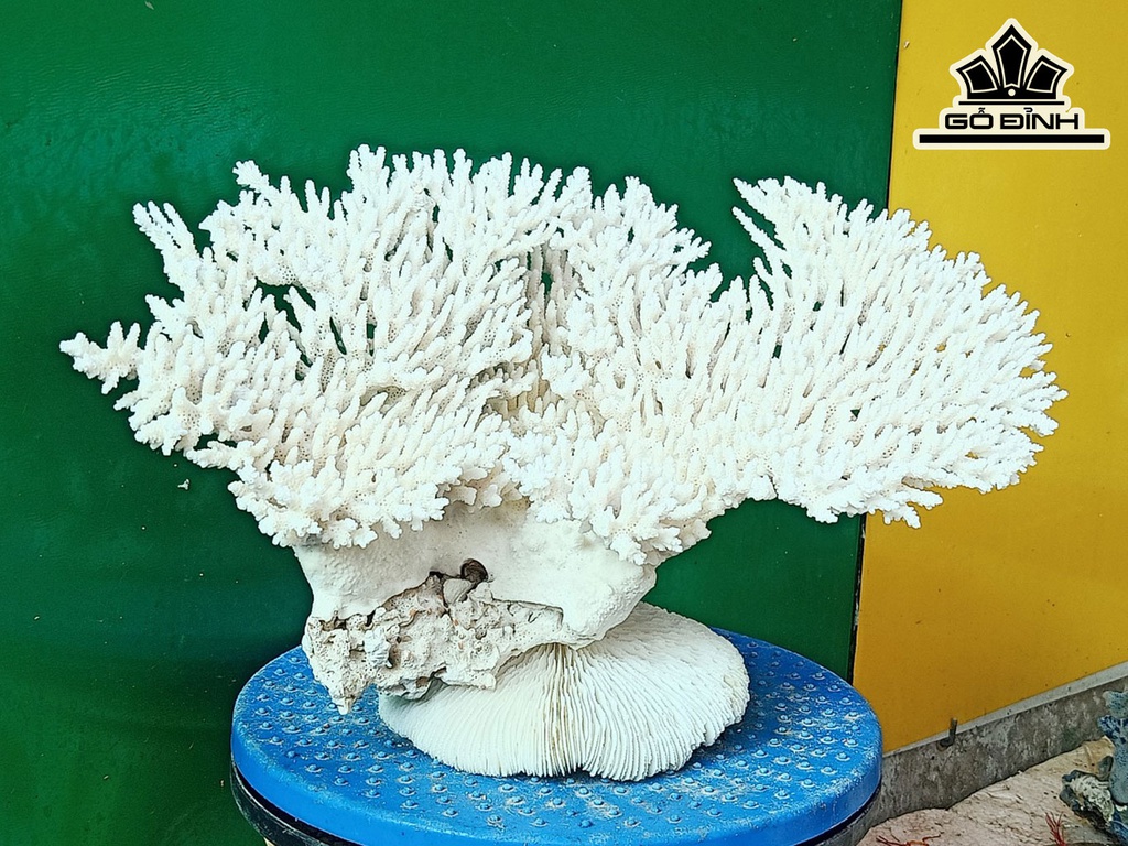 Tác Phẩm Đá San Hô Cao 25 Ngang 38 (cm)
