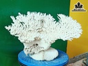 Tác Phẩm Đá San Hô Cao 25 Ngang 38 (cm)
