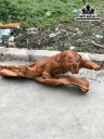 Tượng Hổ Phong Thủy Gỗ Hương Cao 33 Ngang 90 Sâu 33 (cm)