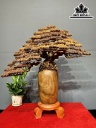 Bình Tùng Gỗ Bách Xanh Cao 75 Ngang 70 Sâu 26 (cm)