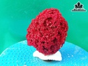 Tác Phẩm Đá San Hô Cao 12 Ngang 10 (cm)