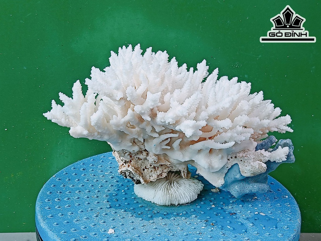 Tác Phẩm Đá San Hô Cao 13 Ngang 22 (cm)