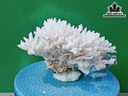 Tác Phẩm Đá San Hô Cao 13 Ngang 22 (cm)