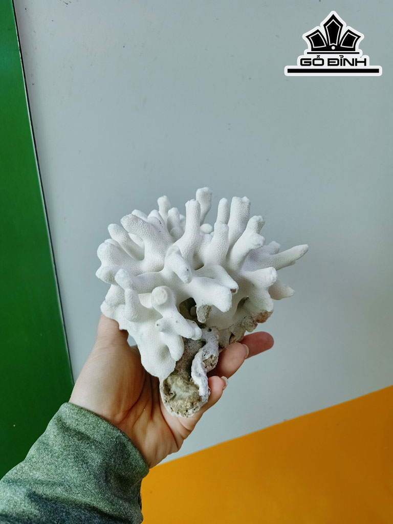 Tác Phẩm Đá San Hô Cao 16 Ngang 15 (cm)