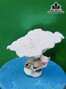 Tác Phẩm Đá San Hô Cao 19 Ngang 22 (cm)