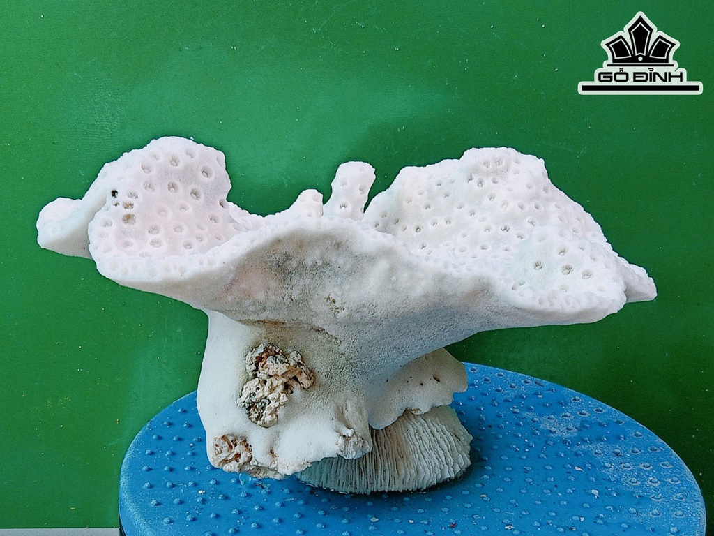 Tác Phẩm Đá San Hô Cao 25 Ngang 22 (cm)