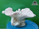 Tác Phẩm Đá San Hô Cao 25 Ngang 22 (cm)