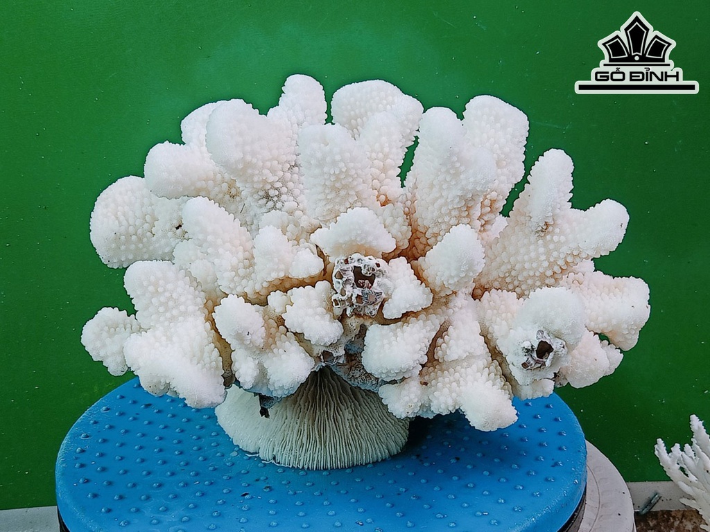 Tác Phẩm Đá San Hô Cao 30 Ngang 25 (cm)