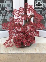 Cây Tài Lộc Đá San Hô Cao 41 Ngang 39 Sâu 8,6 (cm)