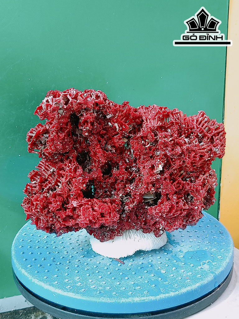 Tác Phẩm Đá San Hô Cao 17 Ngang 19 (cm)