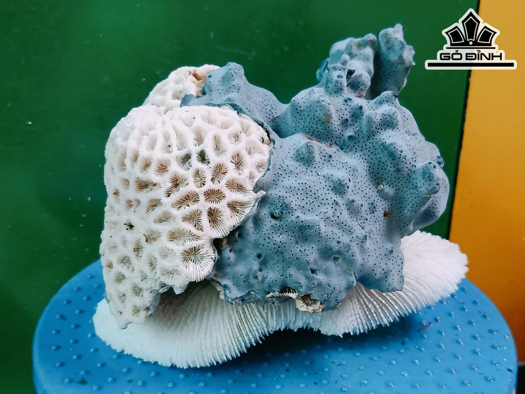 Tác Phẩm Đá San Hô Cao 19 Ngang 15 (cm)