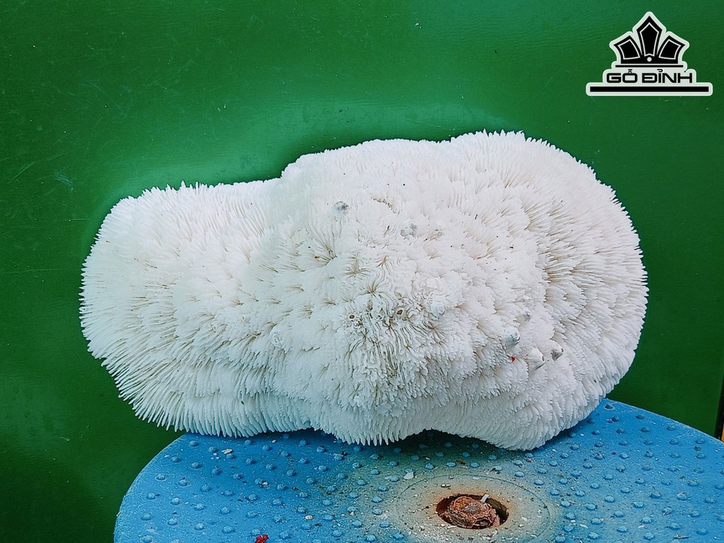 Tác Phẩm Đá San Hô Cao 23 Ngang 13 (cm)