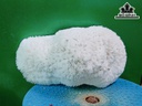 Tác Phẩm Đá San Hô Cao 23 Ngang 13 (cm)