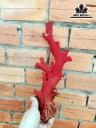 Tác Phẩm Cây San Hô Cao 30 (cm)