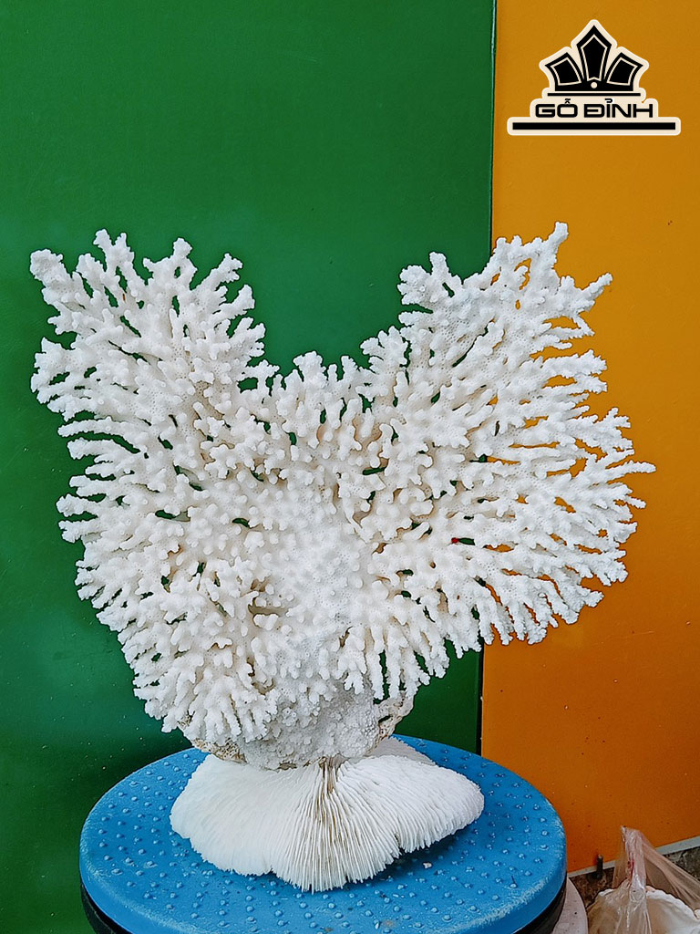 Tác Phẩm Đá San Hô Cao 30 Ngang 30 (cm)