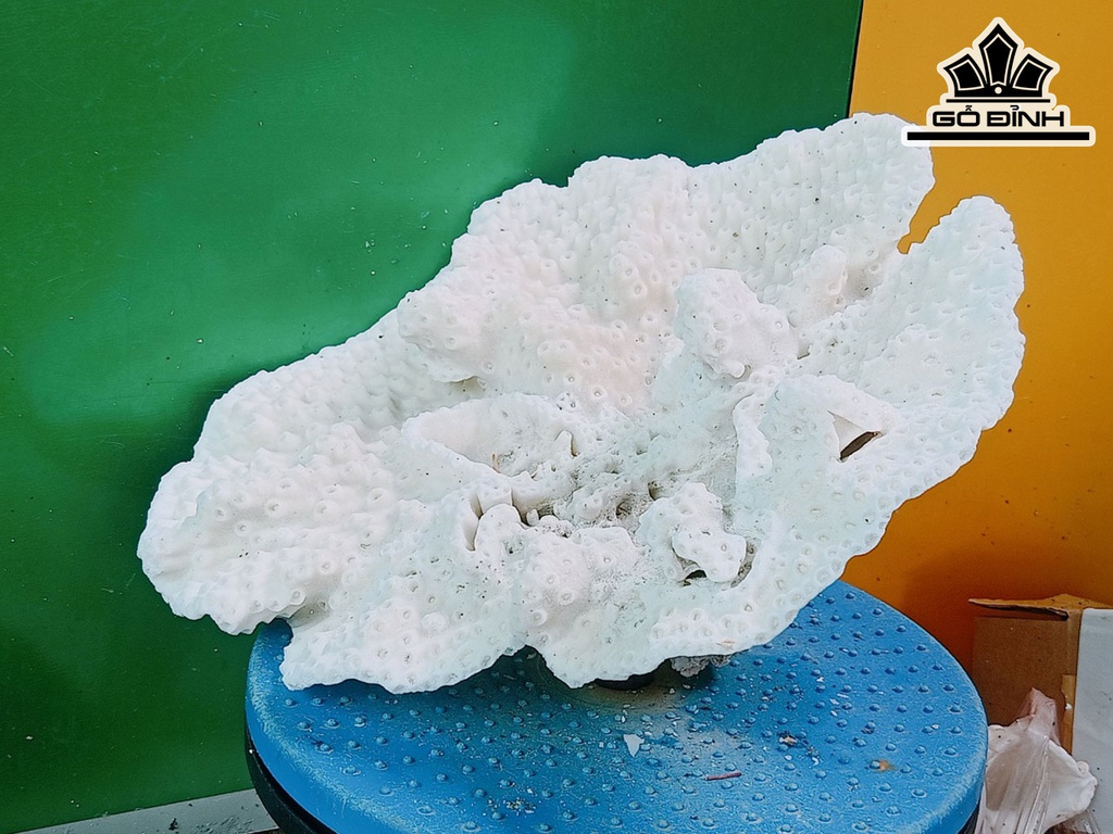 Tác Phẩm Cây San Hô Cao 31 Ngang 25 (cm)