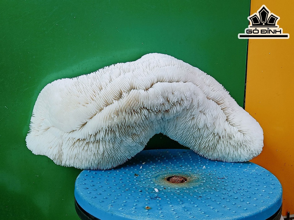 Tác Phẩm Cây San Hô Cao 32 Ngang 13 (cm)