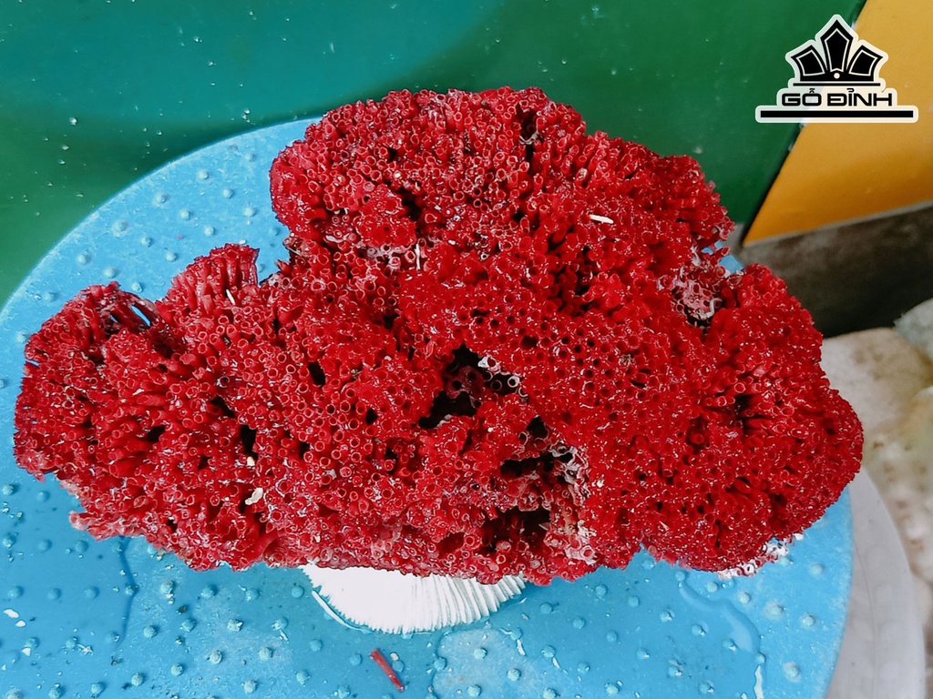 Tác Phẩm Đá San Hô Cao 12 Ngang 19 (cm)