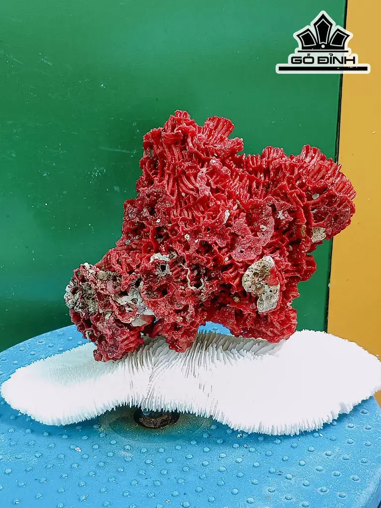 Tác Phẩm Đá San Hô Cao 16 Ngang 22 (cm)