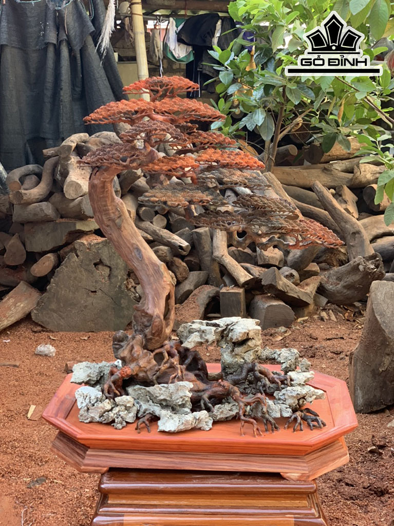 Cây Tùng Bonsai Gỗ Trắc Cao 76 Ngang 32 Sâu 38 (cm)