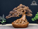 Cây Tùng Bonsai Gỗ Ngọc Am Ngang 40 Cao 33 Sâu 19 (cm)
