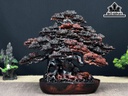 Cây Tùng Bonsai Gỗ Trắc Ngang 37 Cao 31 Sâu 19 (cm)