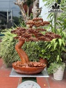 Cây Tùng Bonsai Gỗ Hương Cao 68 Ngang 62 Sâu 28 (cm)