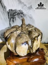 Tác Phẩm Quả Bí Ngô Gỗ Hóa Thạch Cao 25 Ngang 22 (cm) 8,2kg