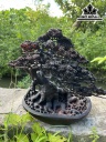 Cây Tùng Bonsai Gỗ Trắc Cao 28 Ngang 30 Sâu 13 (cm)