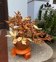 Bình Mai Phú Quý Gỗ Hương Cao 55 Ngang 55 Sâu 35 (cm)