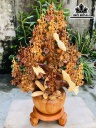 Bình Hoa Gỗ Hương Cao 83 Ngang 52 Sâu 32 (cm)
