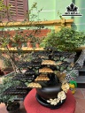 Cây Tùng Bonsai Gỗ Mun Hoa Cao 43 Ngang 51 Đường Kính 25 (cm)