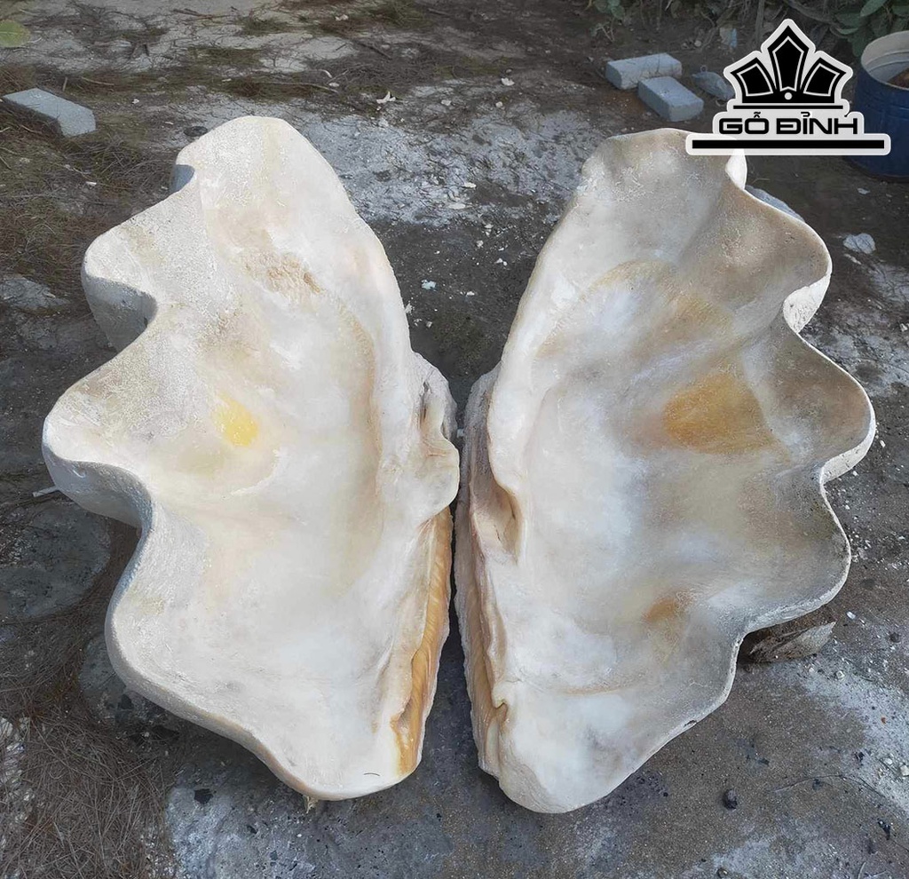 Tác Phẩm Sò Hóa Thạch Cao 82 (cm) 90kg