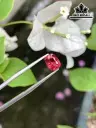 Viên Ngọc Đá Spinel Đỏ Cao 7,2 Ngang 5,5 Sâu 4,5 (mm) 1,74cts