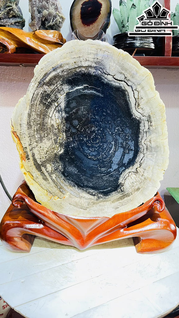 Tác Phẩm Gỗ Hóa Thạch Cao 37 Rộng 27 Sâu 5 (cm) 8,6kg