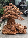Tượng Phật Di Lặc Ngũ Phúc Dưới Gốc Tùng Gỗ Hương Cao 125 Ngang 100 Sâu 45 (cm)