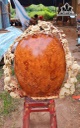 Bình Gỗ Nu Hương Cao 81 Ngang 67 Sâu 31 (cm)