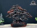 Cây Tùng Bonsai Gỗ Trắc Cao 28 Ngang 34 Sâu 17 (cm)