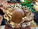 Tượng Nhất Long Vờn Ngọc Gỗ Nu Hương Cao 51 Ngang 68 Sâu 24 (cm)