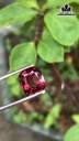 Viên Đá Đá Spinel Đỏ 5,6cts