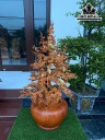 Bình Hoa Mai Gỗ Hương Cao 98 Ngang 50 Sâu 42 (cm)