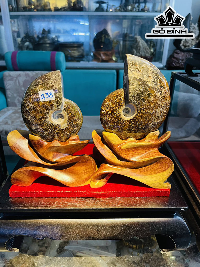 Tác Phẩm Ốc Anh Vũ Hóa Thạch Cao 18 (cm) 1,4 kg