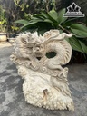 Tượng Rồng Phong Thủy Gỗ Nu Nghiến Cao 48 Ngang 42 Sâu 20 (cm)
