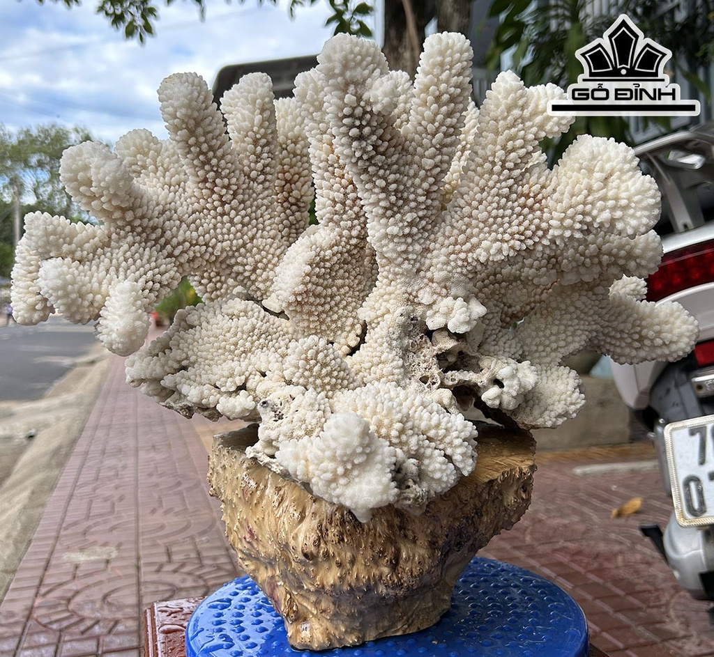 Tác Phẩm Cây San Hô Cao 33 Ngang 40 (cm) 8kg