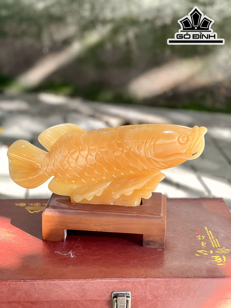 Cá Rồng Đá Ngọc Hoàng Long Cao 30 (cm)