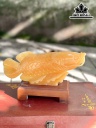 Cá Rồng Đá Ngọc Hoàng Long Cao 30 (cm)