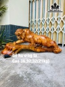 Tượng Hổ Phong Thủy Gỗ Hương Cao 36 Ngang 92 Sâu 32 (cm)